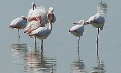 Natural Reserve Salina di Margherita di Savoia